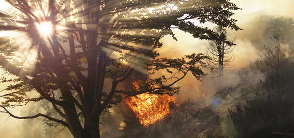 Wildfires Caused More Damage Than Ever in 2015