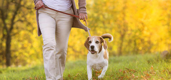 Not known Facts About What Does Dog Walking In Miami Entails