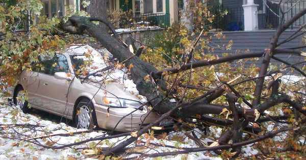 Does Insurance Cover a Tree Falling on My Car? QuoteWizard