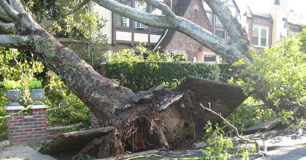 tree falling on home