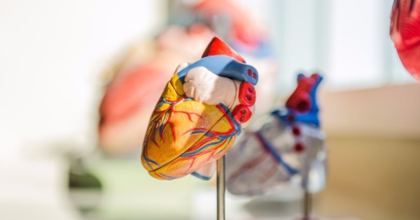 model heart to demonstrate pre-existing conditions
