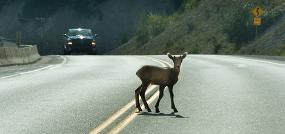 deer in road hit by car
