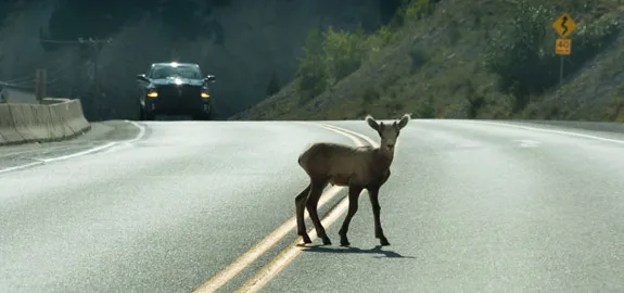 deer in road hit by car