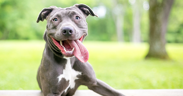 Does Farmers Insurance Allow Pit Bulls Farmer Foto