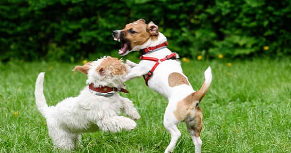 Dog aggressive to other dog best sale in house