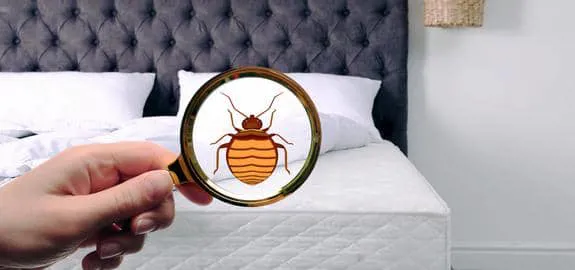 bed bug on bed