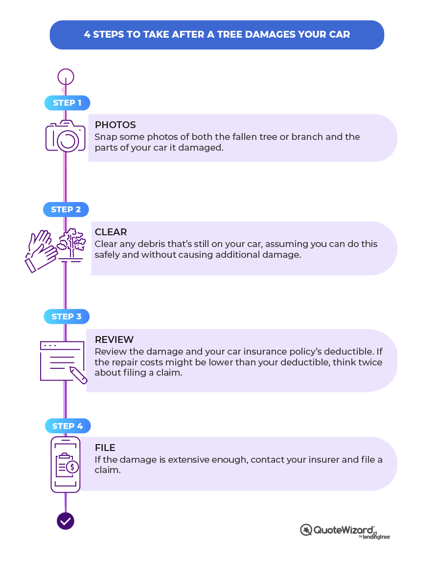 Image of steps to take if a tree damages your car